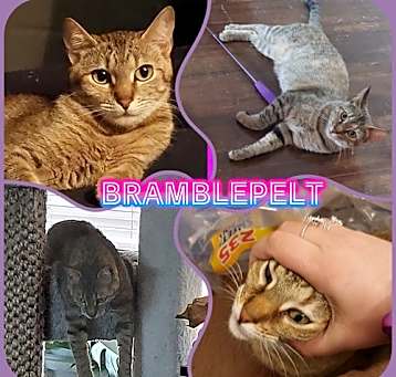 Photo of BRAMBLEPELT