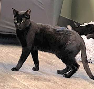 Photo of Gypsy @ The Cat's Brew