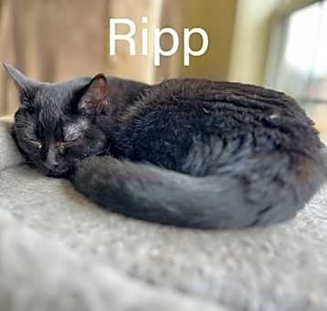Photo of Ripp