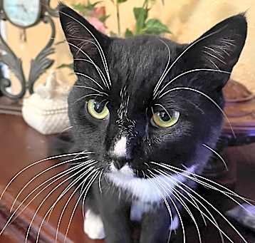 Photo of Tractor Tux