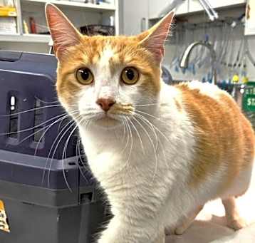 Photo of 656187 Simba