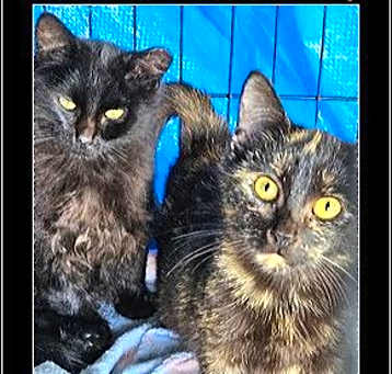 Photo of Hocus and Pocus