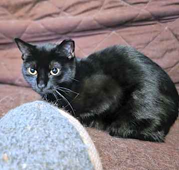Photo of Dahlia