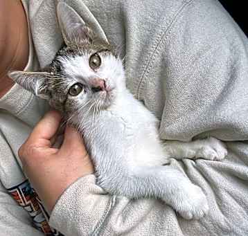 Photo of Gremlin
