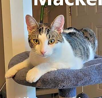 Photo of Macker