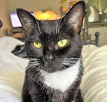 Photo of Panini
