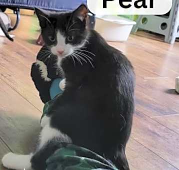 Photo of Pear - Loves Dogs!
