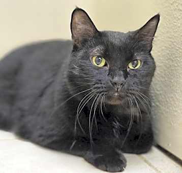 Photo of Crook