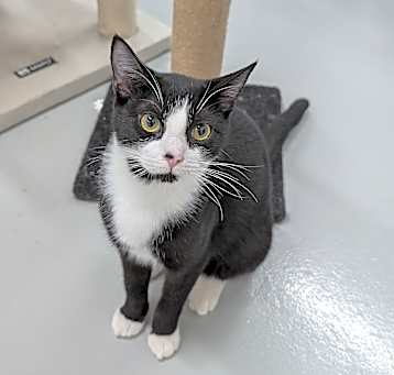 Photo of Bitsy