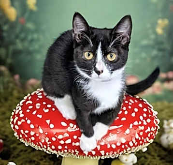 Photo of Itsy