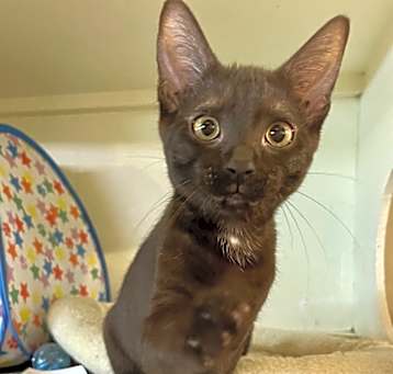 Photo of Moonpie (BONDED PAIR)