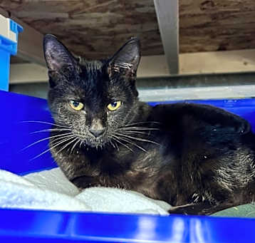 Photo of Luna
