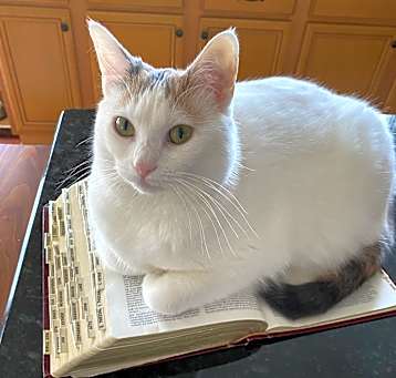 Photo of Gidget