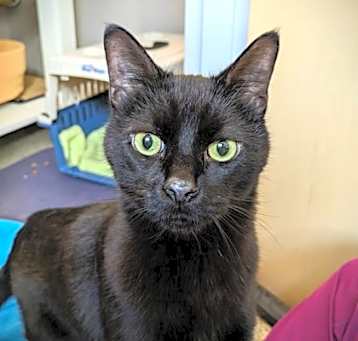Photo of Milo