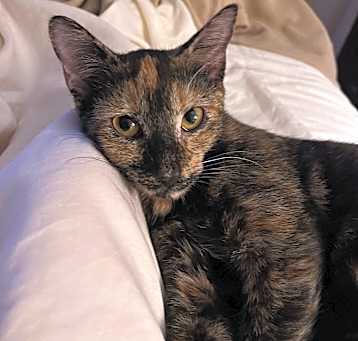 Photo of Fern