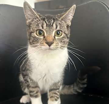 Photo of Miss Pickle