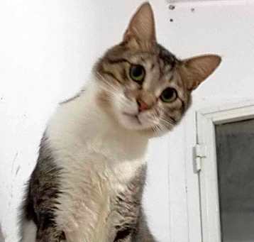 Photo of Louie