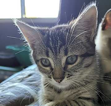 Photo of Gemela