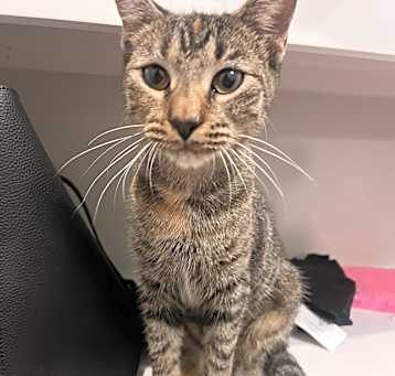 Photo of Pumpkin