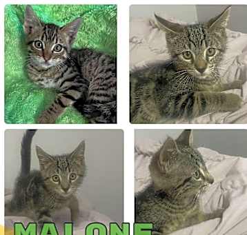 Photo of Malone