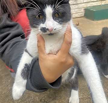 Photo of Cookie