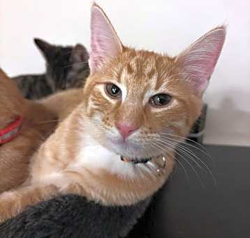 Photo of Cheddar