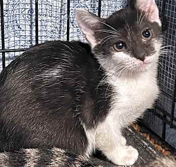 Photo of Bandette