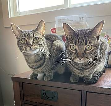 Photo of Mars and Leo