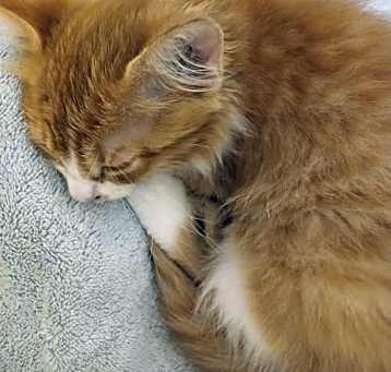 Photo of ZCL-C-Sweetiepie