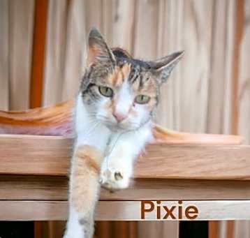 Photo of Pixie