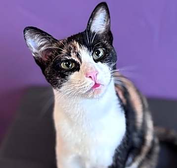 Photo of Gumbo