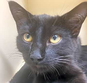 Photo of Shadow