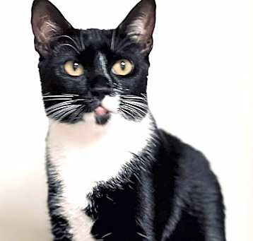 Photo of Jet