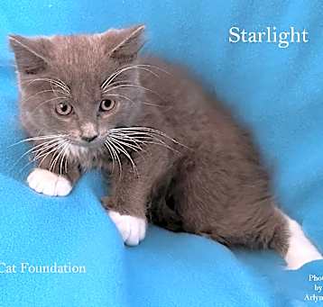 Photo of Starlight
