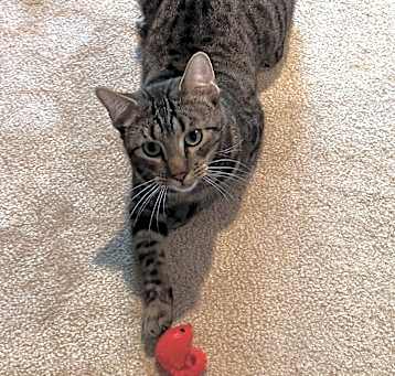 Photo of Dipper
