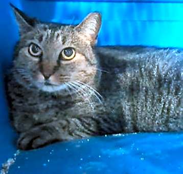 Photo of Whiskers