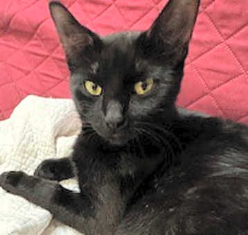 Photo of Ellery