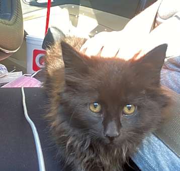 Photo of Tinker