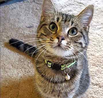 Photo of Baby Cakes