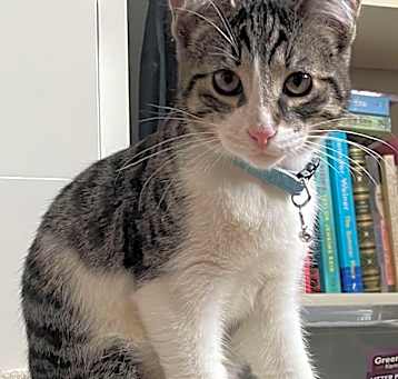 Photo of Shadow