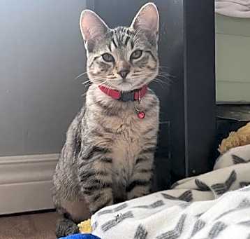 Photo of Chai