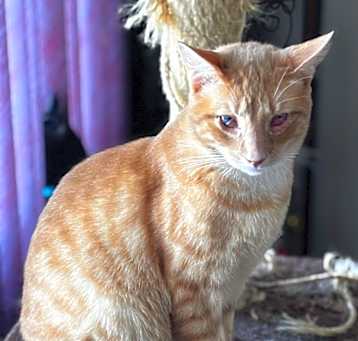 Photo of Minx