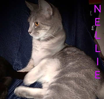 Photo of zz 'Nellie' courtesy post