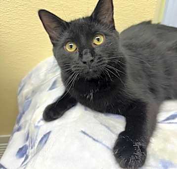 Photo of Salem