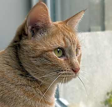 Photo of Ginger