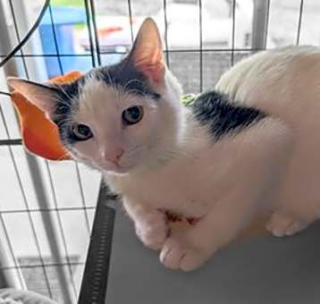 Photo of HOUDINI