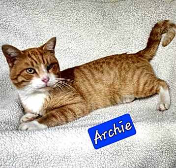 Photo of Archie