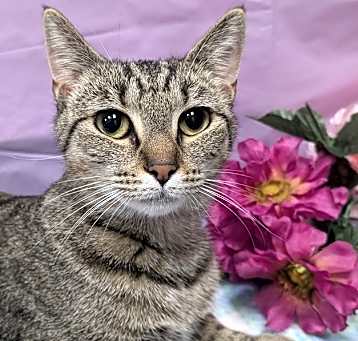 Photo of Violet Beauregard
