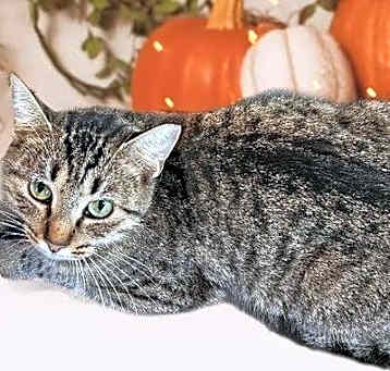 Photo of Daisy