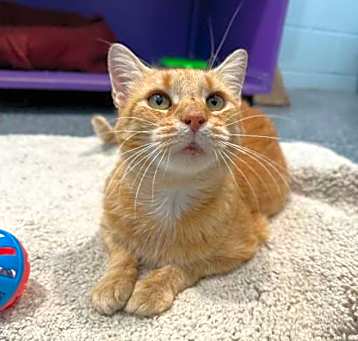 Photo of Ginger